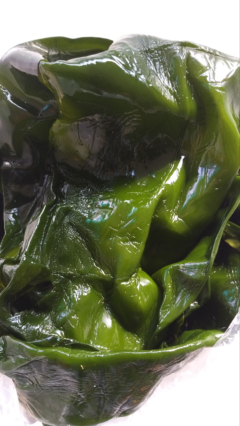 다시마(쌈다시마)