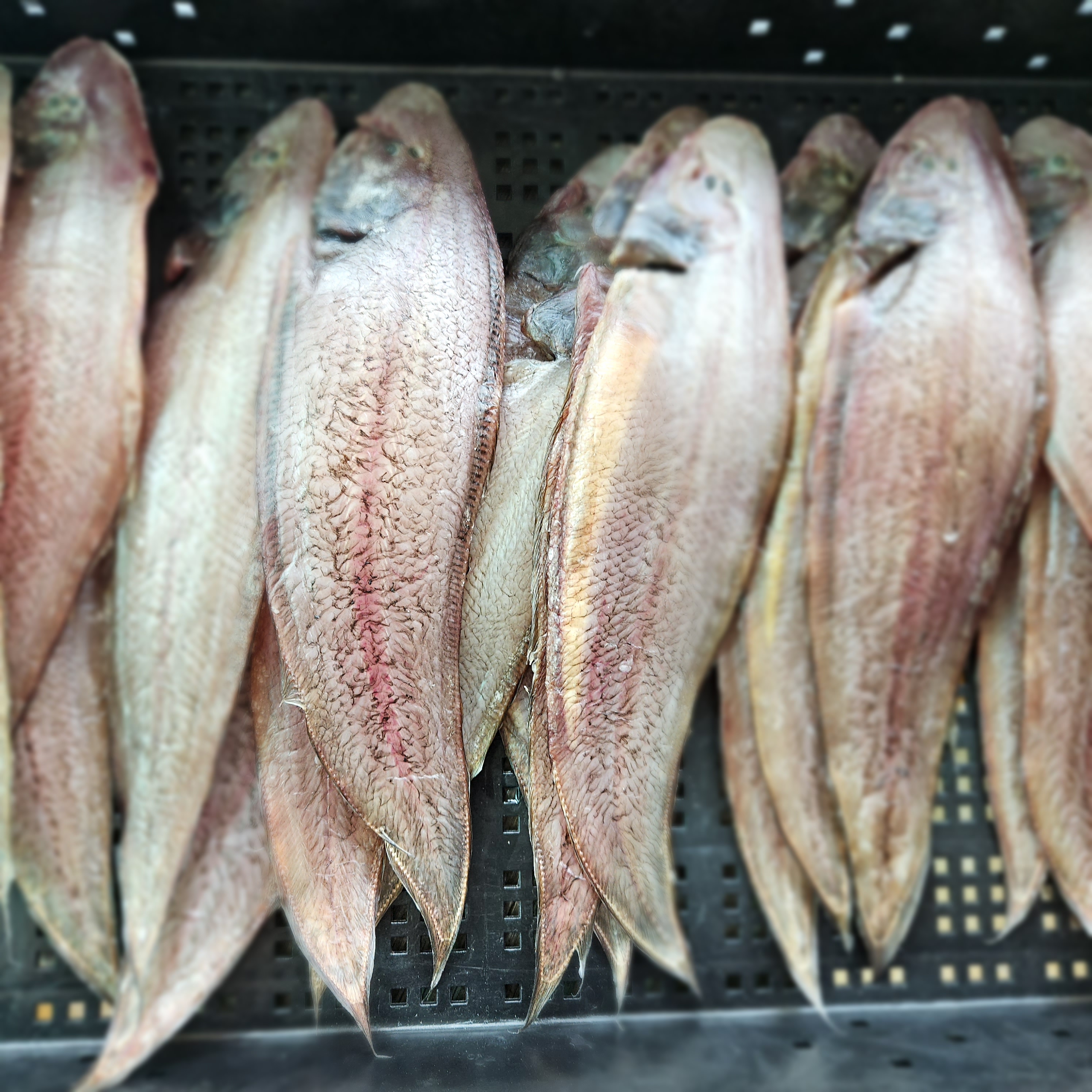 국산 반건조 서대(3미)